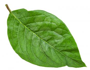 green leaf of Syringa Josikaea (syringa, lilac, hungarian lilac) isolated on white background