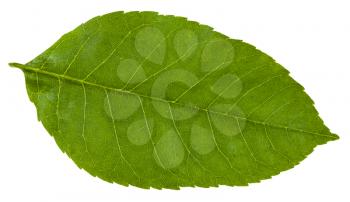 green leaf of Fraxinus ornus tree (manna ash, South European flowering ash) isolated on white background