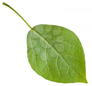 back side of green leaf of Populus canadensis ( Canadian poplar, hybrid of Populus nigra and Populus deltoides) isolated on white background