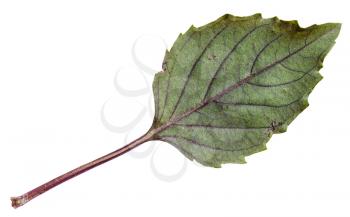 back side of fresh leaf of purple basil herb isolated on white background