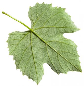 back side of green leaf of grape vine plant (Vitis vinifera) isolated on white background