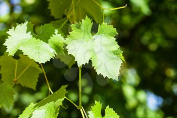 grape vine in green vineyard in sunny day