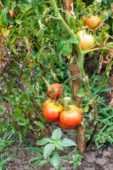 bush with ripe tomatoes on stake in vegetable garden after rain