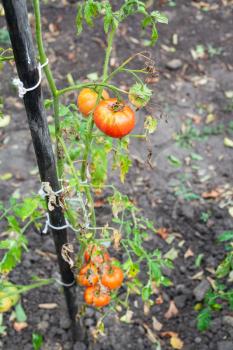 bush with red tomatoes on pole in vegetable garden after rain