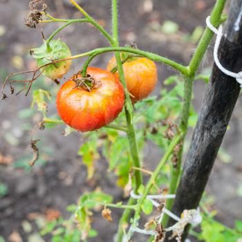 red tomatoes on pole in vegetable garden after rain