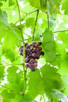 ripe dark red grapes in green leaves in summer day