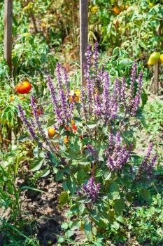 blossoming basil herb and tomato bushes in vegetable garden in sunny summer day