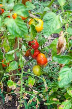 ripe tomatoes on stake in vegetable garden after rain
