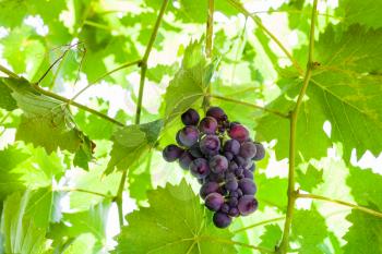bunch of ripe dark red grapes on vine in sunny summer day