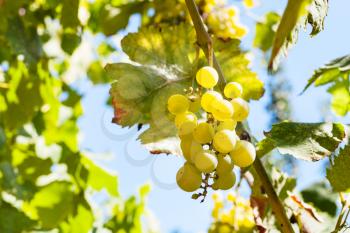 bunch of ripe white grapes on vine in sunny day
