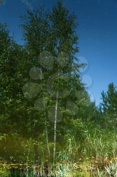 reflection of birch trees in water of forest pond in summer day