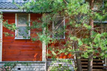 pine tree on front of little country cottage in summer day