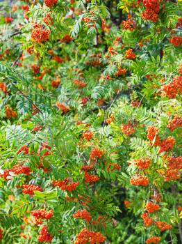 natural background - bunches of rowan in green foliage in summer day