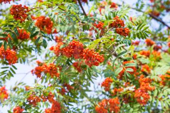 bunches of rowan on green branches of tree and blue sky