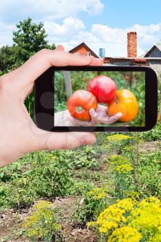 gardening concept - farmer photographs harvested ripe tomatoes in vegetable garden on smartphone