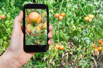gardening concept - gardener photographs of big tomato in vegetable garden after rain on smartphone