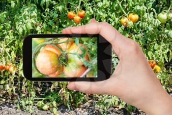 gardening concept - gardener photographs tomato in vegetable garden on smartphone