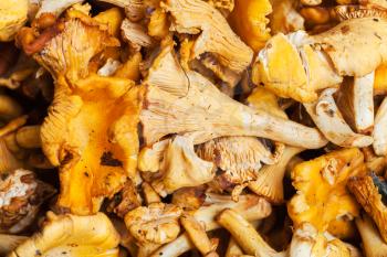 food background - lot of fresh cut chanterelle mushrooms