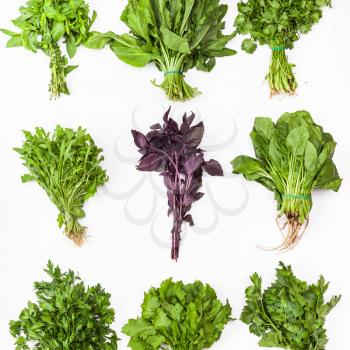 set from bunches of fresh culinary grasses (cilantro, sorrel, mint, spinach, red basil, rucola, celery, cress, parsley) on white background
