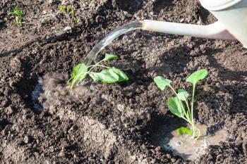 planting vegetables in garden - cabbage seedlings watered with water from watering can