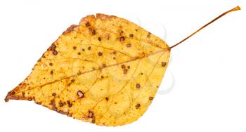 yellow autumn leaf of poplar tree (populus nigra, black poplar) isolated on white background