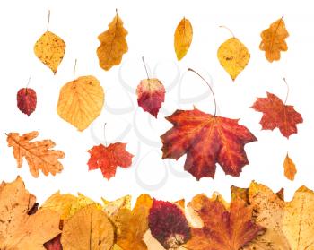 autumn season - falling red and yellow leaves and leaf litter below isolated on white background