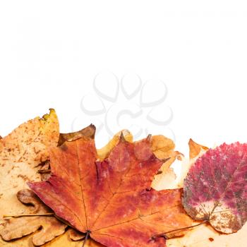 autumn background - leaf litter below and blank space above yellow leaves
