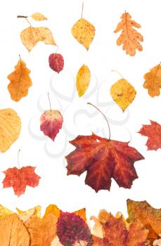 autumn season - falling red and yellow leaves isolated on white background