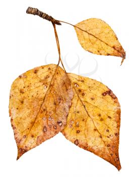 branch with yellow autumn leaves of poplar tree (populus nigra, black poplar) isolated on white background