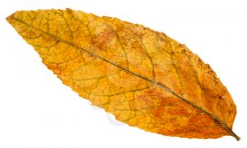 yellow fallen leaf of ash tree (fraxinus) isolated on white background