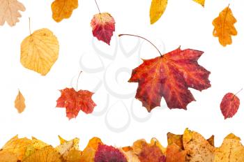 seasonal collage - yellow and red autumn leaves falling on leaf litter isolated on white background