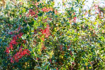 ripe fruits of red Berberis (barberry) on tree in autumn evening