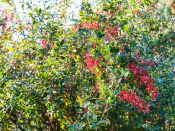 ripe fruits of red Berberis (barberry) on shrub in autumn evening