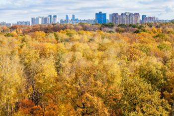 yellow trees in forest and city on horizon in autumn day