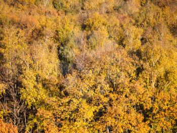 natural background - yellow foliage of forest in sunny autumn day