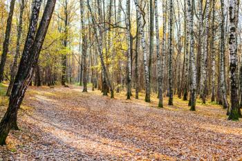 path with fallen leaves in birch grove in urban park in sunny autumn day