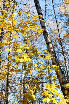 maple tree branch with yellow leaves and birch trunks in forest in sunny autumn day