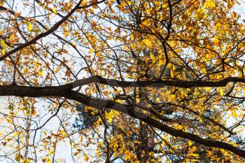 oak branch with yellow leaves in urban park in sunny autumn day