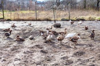 flock of ducks in poultry yard on village garden in autumn day