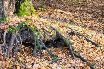 tree roots covered by lef litter in urban park in sunny autumn day