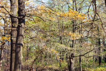 oak tree branch with yellow leaves in forest in sunny autumn day
