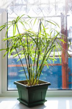 decorative plant in green pot on window sill