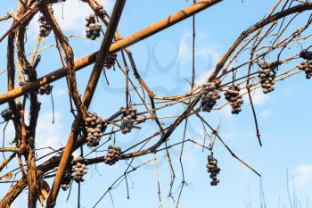 bunch of grapes dry in the vineyard in sunny autumn day