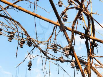 sun dried grapes in the vineyard in sunny autumn day
