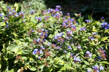 blue flowers on Ceratostigma flowering plant in autumn