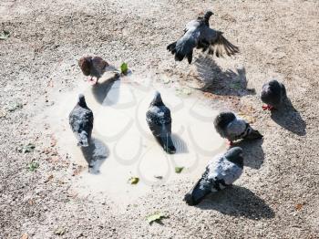 urban doves bathing in a muddy puddle in sunny autumn day