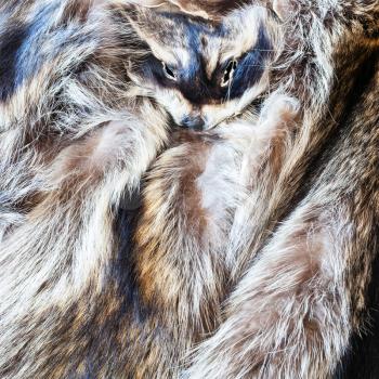 material for fur clothing - raccoon pelts with head
