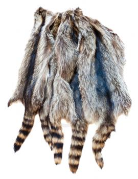 material for fur clothing - several natural raccoon pelts