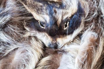 material for fur clothing - raccoon pelt with head close up