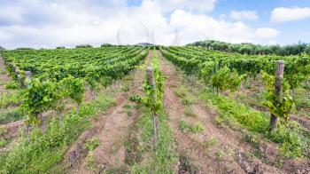 agricultural tourism in Italy - green vineyard and olive trees in Etna region in Sicily